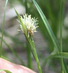 Calliscirpus criniger