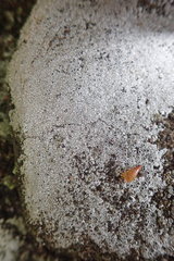 Circinaria leprosescens