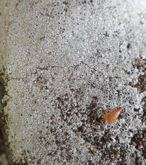 Circinaria leprosescens