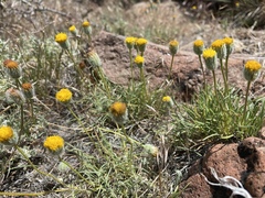 Erigeron bloomeri