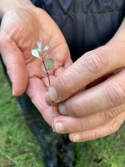 Olearia virgata