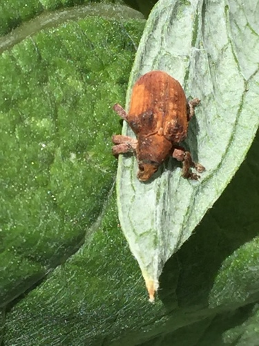 Eucalyptus snout beetle photo 5