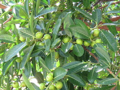 Ficus crocata