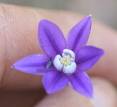 Brodiaea stellaris