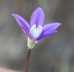 Brodiaea stellaris