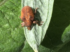 Gonipterus platensis