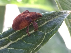 Gonipterus platensis