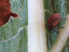 Gonipterus platensis