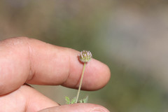 Trifolium microdon