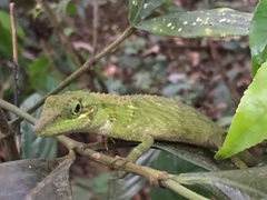 Pseudocalotes tympanistriga