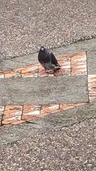 Columba livia domestica