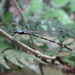 Blue-tailed Shadowdamsel - Photo (c) Tommy, some rights reserved (CC BY-NC), uploaded by Tommy