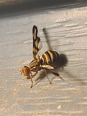 Idana marginata