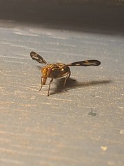 Idana marginata