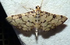 Hileithia rehamalis