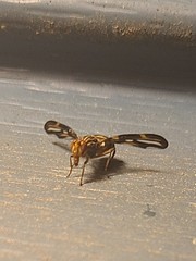Idana marginata