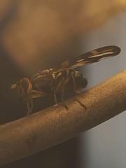 Idana marginata