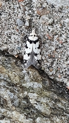 Pseudotelphusa scalella