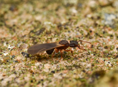 Cyphomyrmex