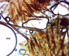 Scutellinia olivascens
