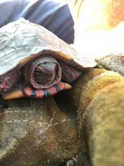 Rhinoclemmys pulcherrima pulcherrima