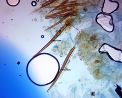 Scutellinia olivascens