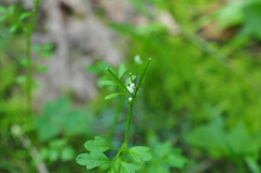 Cardamine oligosperma