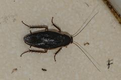 Jacobsonina