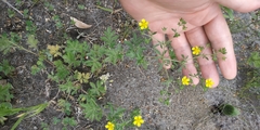 Potentilla tobolensis