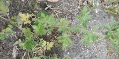 Potentilla tobolensis