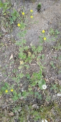 Potentilla tobolensis