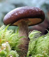 Armillaria novae-zelandiae