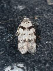 Pseudotelphusa palliderosacella