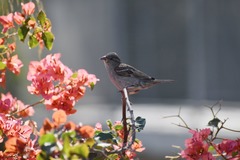 Passer domesticus