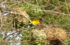 Ploceus cucullatus