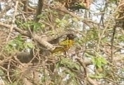 Ploceus cucullatus