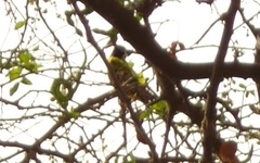 Ploceus cucullatus