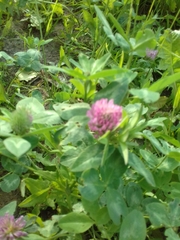 Trifolium pratense