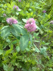 Trifolium pratense