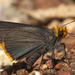 Amblyscirtes fimbriata - Photo (c) ptosistheseus,  זכויות יוצרים חלקיות (CC BY-NC), uploaded by ptosistheseus