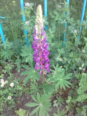 Lupinus polyphyllus