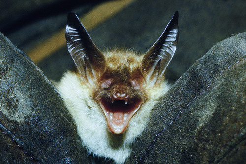 Bechstein's Myotis