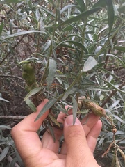 Asphondylia atriplicis