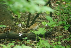 Catharus fuscescens