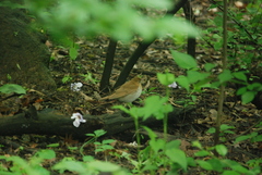 Catharus fuscescens