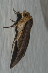 Plecoptera