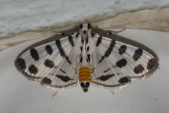 Pycnarmon jaguaralis