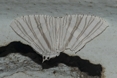 Pseudomicronia