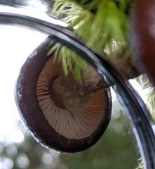 Armillaria novae-zelandiae