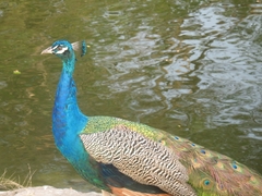 Pavo cristatus